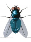 苍蝇的生活史和各阶段的防制过程及诱