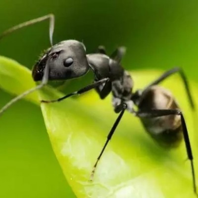 蚂蚁、蝴蝶、马蜂、知了，是益虫还是害虫？