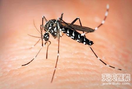毒蚊子防治方法 美国基因武器悍然登场