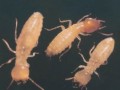 白蚁的婚配和繁殖