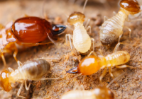 白蚁与蚂蚁的区别