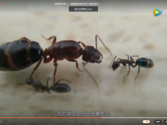 如果蚁后死了，蚂蚁群是如何再产生蚁后的？
