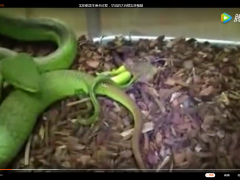 实拍蛇类生崽全过程，罕见的大自然实录视频